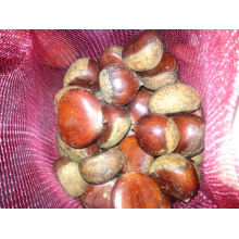 European Standard! High Quality Chestnut